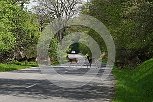 Roe deers crossing the road.