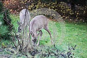 Roe-deers feeding in a garden