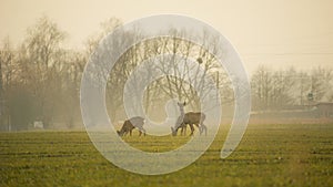 Roe deers on a green field on a foggy morning