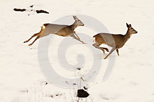 Roe deers running in snow