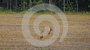 2 roe deers standing on a field