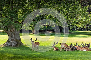 Roe deers standing in a forest