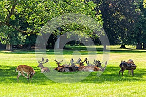 Roe deers standing in a forest