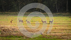 Roe deers standing scattered on a field