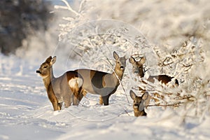 Roe Deers in the sunny winter