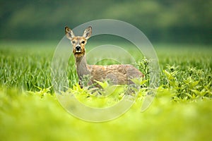 Roe Doe photo