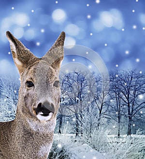 Roe - doe , red deer in winter forest