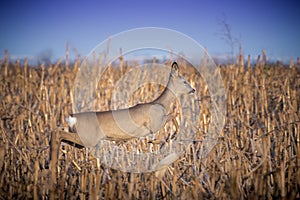Female roe deer jumping