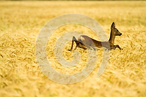 Roe deer in rye