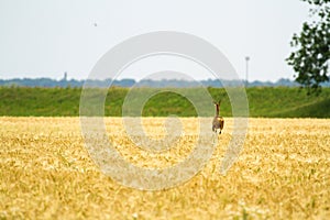 Roe deer in rye
