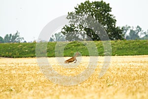 Roe deer in rye