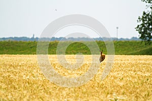 Roe deer in rye
