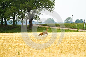 Roe deer in rye