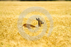 Roe deer in rye
