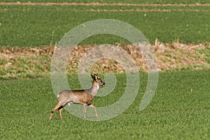 Roe deer in rye
