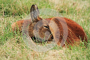 Roe orecchiella