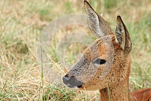 Roe orecchiella