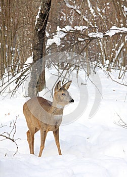 Roe in the winter forest