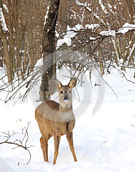 Gama en Bosque 