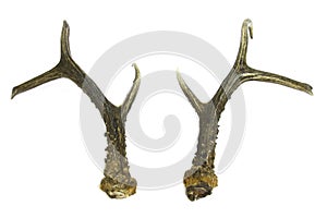 Roebuck antlers trophy