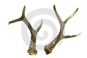 Roebuck antlers trophy