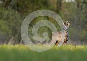 Roebuck (capreolus capreolus)