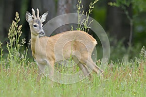 Roebuck (capreolus capreolus)