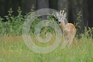 Roebuck (capreolus capreolus)