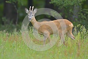 Roebuck (capreolus capreolus)