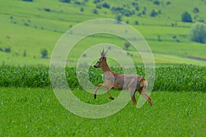 Roebuck (capreolus capreolus)