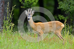 Roebuck (capreolus capreolus)