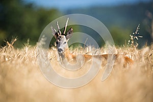 Roebuck (capreolus capreolus)