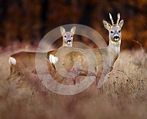 Roebuck and deer in the high grass