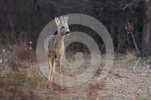 Roebuck with fluffy horns in the forest