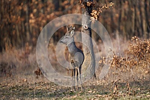 Roebuck with fluffy horns in the forest