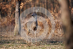 Roebuck with fluffy horns in the forest