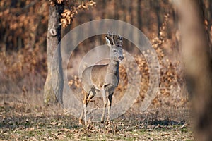 Roebuck with fluffy horns in the forest