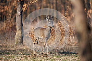 Roebuck with fluffy horns in the forest