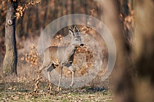 Roebuck with fluffy horns in the forest