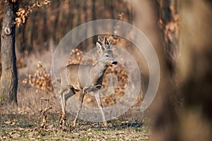 Roebuck with fluffy horns in the forest