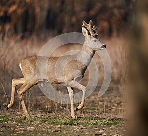 Roebuck with fluffy horns in the forest