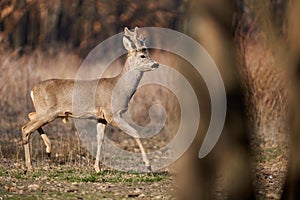 Roebuck with fluffy horns in the forest