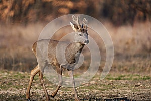 Roebuck with fluffy horns in the forest