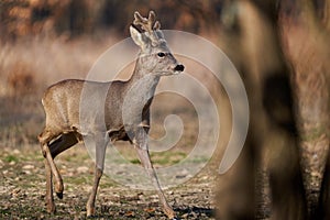 Roebuck with fluffy horns in the forest