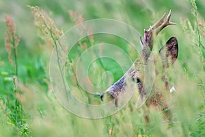Roebuck hidden in the grass