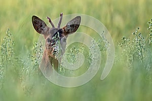 Roebuck hidden in the rye