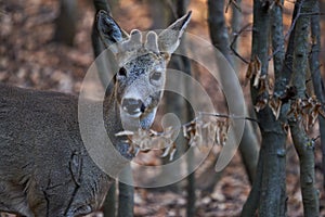 Roebuck hiding in the forest