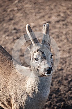 Roebuck with horns. Portrait of European roe deer.