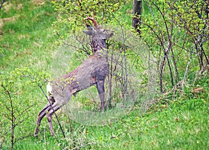 Roebuck isolated in the field - deer , goat