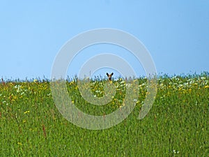 Roebuck on a meadow in spring in Germany